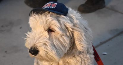 Perros de apoyo emocional ayudan a los bomberos que combaten los incendios en California