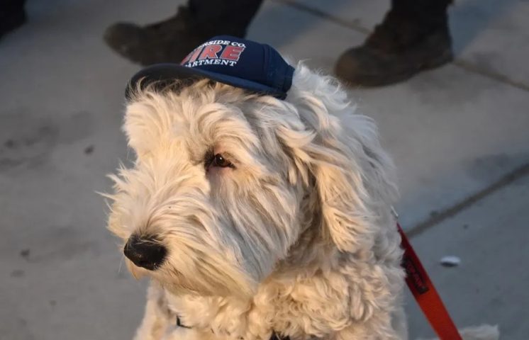 Perros de apoyo emocional ayudan a los bomberos que combaten los incendios en California
