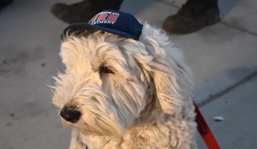 Perros de apoyo emocional ayudan a los bomberos que combaten los incendios en California