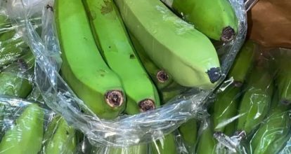 Incautan 303 guineos hechos de cerámica llenos de presunta cocaína en Puerto Manzanillo  