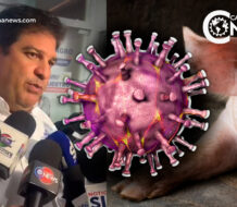 Aseguran fiebre porcina en RD no es una situación de preocuparse sino de ocuparse