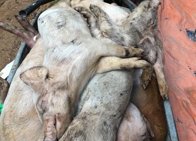 Autoridades sacrifican 400 cerdos afectados por peste porcina en Espaillat 