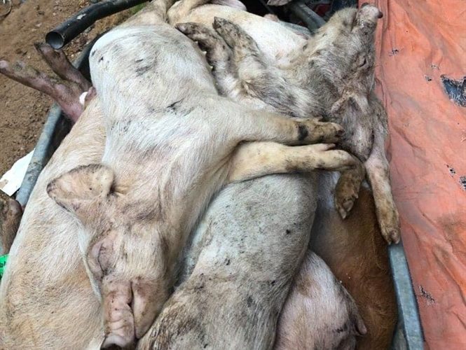 Autoridades sacrifican 400 cerdos afectados por peste porcina en Espaillat 