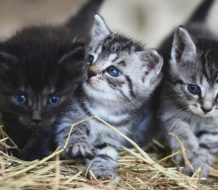 Condenan a 40 años de prisión a hombre por torturar y matar gatos en refugio de animales