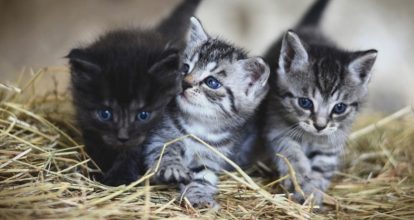 Condenan a 40 años de prisión a hombre por torturar y matar gatos en refugio de animales