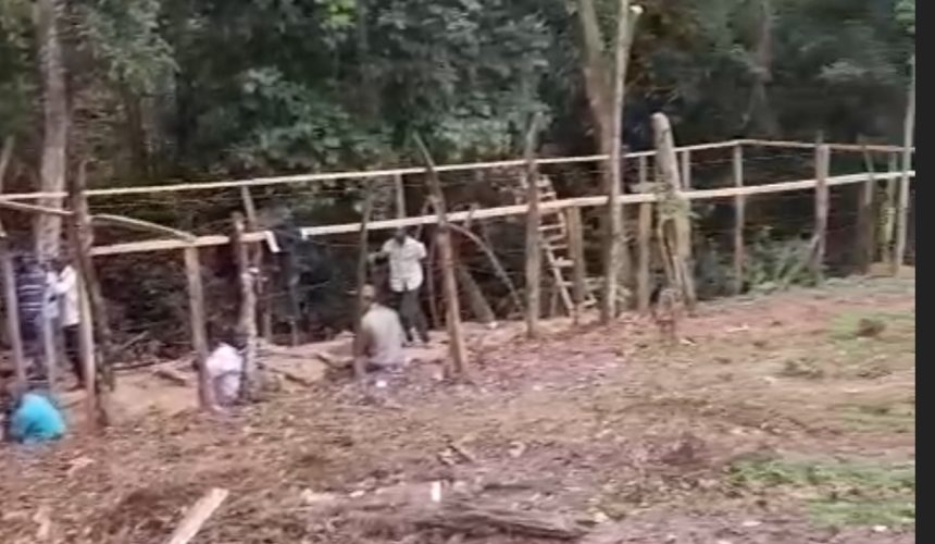 Denuncian haitianos talan árboles para construir iglesia en área protegida de Loma de Cabrera