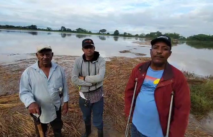 Desbordamiento del río Masacre afecta producción de arroz en Dajabón