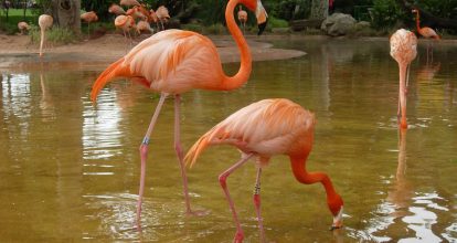 Rescatan 14 flamencos en San Francisco de Macorís