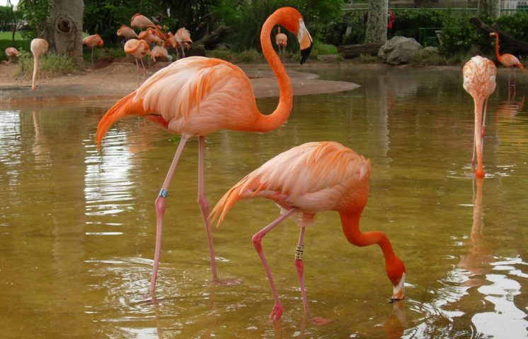 Rescatan 14 flamencos en San Francisco de Macorís