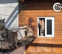 Desmantelan red de contrabando de gatos exoticos en España