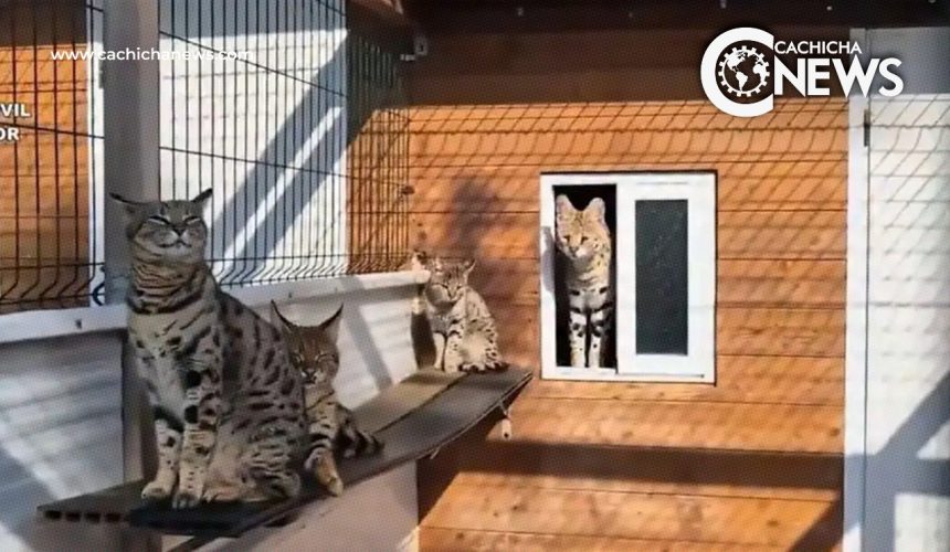 Desmantelan red de contrabando de gatos exoticos en España