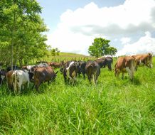 En el Día de la Tierra, Dos Pinos reafirma su compromiso con la sostenibilidad