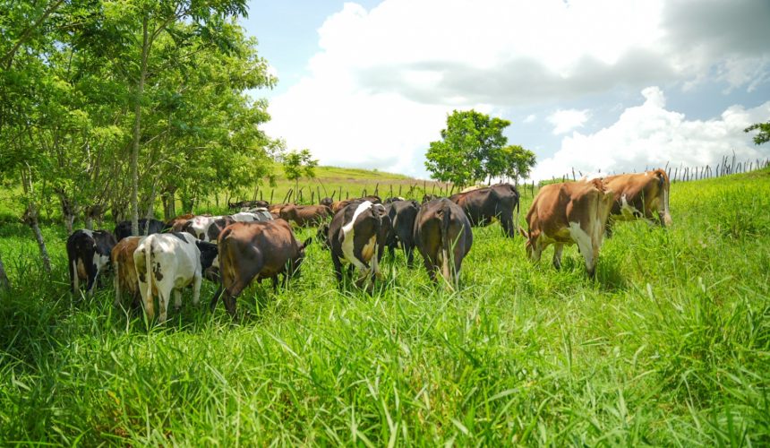 En el Día de la Tierra, Dos Pinos reafirma su compromiso con la sostenibilidad