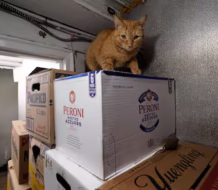 Gatos de bodega conquistan a neoyorquinos, pese a que su presencia viola regulaciones estatales
