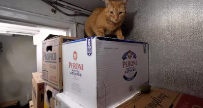 Gatos de bodega conquistan a neoyorquinos, pese a que su presencia viola regulaciones estatales