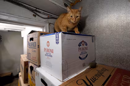 Gatos de bodega conquistan a neoyorquinos, pese a que su presencia viola regulaciones estatales
