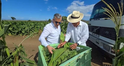 Tabaco dominicano se consolida como líder global con exportaciones a 148 países; según Intabaco 