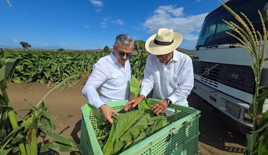 Tabaco dominicano se consolida como líder global con exportaciones a 148 países; según Intabaco 