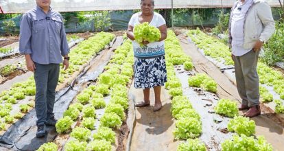 Desarrollo de la Comunidad y FAO buscan relanzar proyectos agroalimentarios