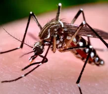 Dengue muestra descenso en 2025; Salud Pública reporta solo 83 casos hasta la fecha 