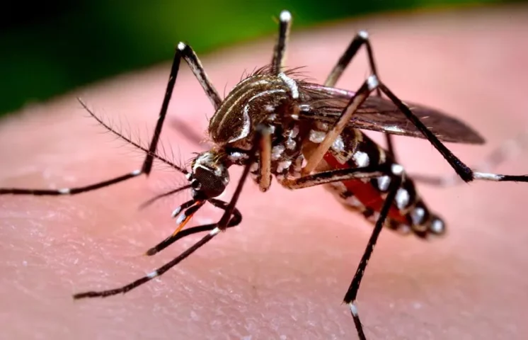 Dengue muestra descenso en 2025; Salud Pública reporta solo 83 casos hasta la fecha 