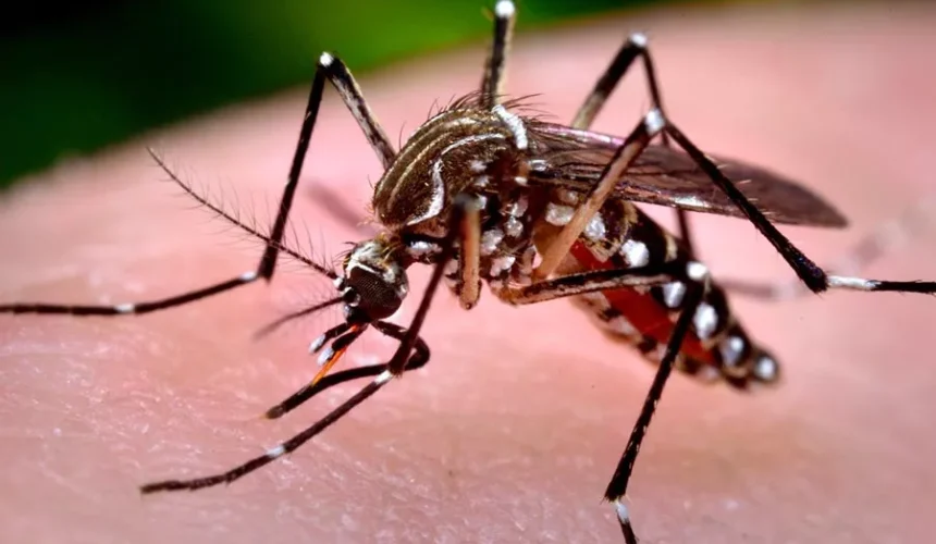 Dengue muestra descenso en 2025; Salud Pública reporta solo 83 casos hasta la fecha 