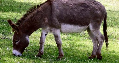 Día Mundial del Burro: desde cuándo y por qué se celebra esta peculiar fecha cada 8 de mayo