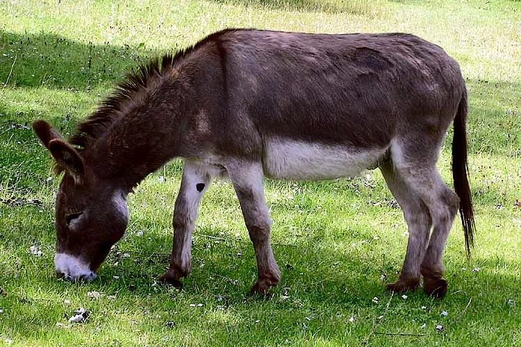 Día Mundial del Burro: desde cuándo y por qué se celebra esta peculiar fecha cada 8 de mayo