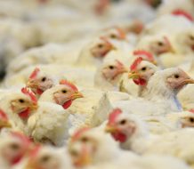 Brasil confirma el primer caso de gripe aviar de «alta patogenicidad» en granja comercial 