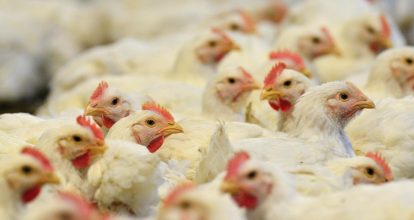 Brasil confirma el primer caso de gripe aviar de «alta patogenicidad» en granja comercial 