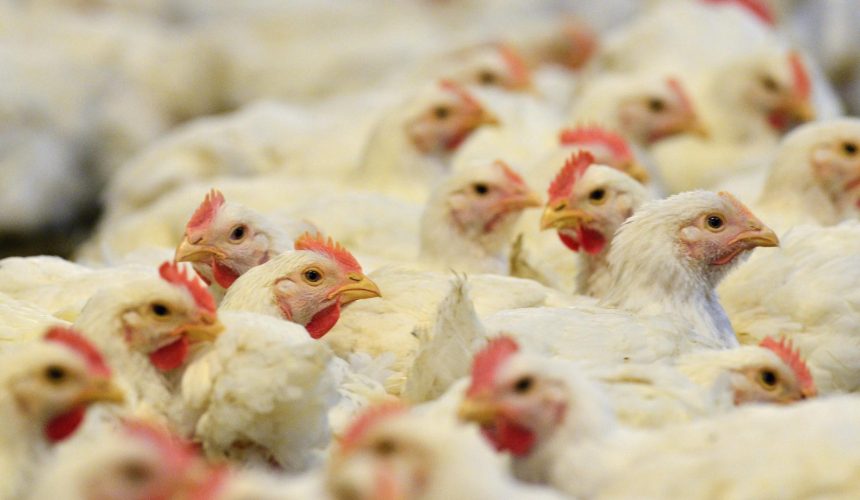 Brasil confirma el primer caso de gripe aviar de «alta patogenicidad» en granja comercial 