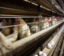 RD y otros países suspenden compra de pollos a Brasil por brote de gripe aviar