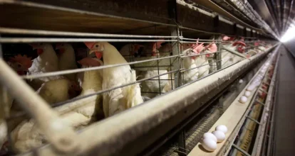 RD y otros países suspenden compra de pollos a Brasil por brote de gripe aviar