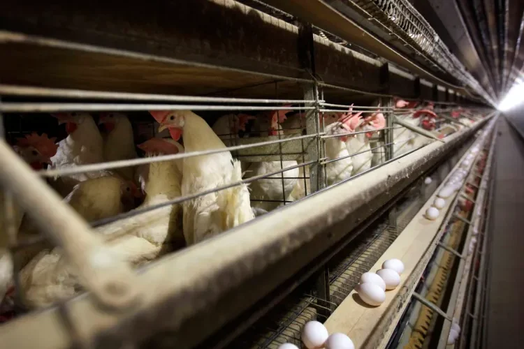 RD y otros países suspenden compra de pollos a Brasil por brote de gripe aviar