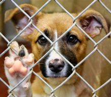 Italia aprueba ley que obliga a proteger a los animales y endurece penas por maltrato  
