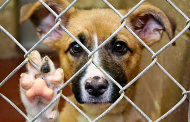 Italia aprueba ley que obliga a proteger a los animales y endurece penas por maltrato  