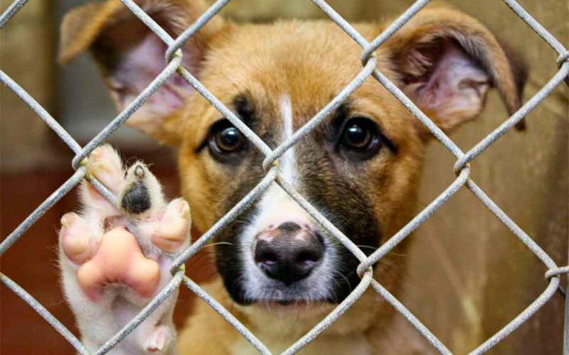 Italia aprueba ley que obliga a proteger a los animales y endurece penas por maltrato  