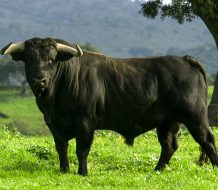 Retiran querella contra acusados de presunto robo de 20 toros en Santiago 