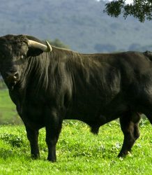 Retiran querella contra acusados de presunto robo de 20 toros en Santiago 