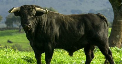 Retiran querella contra acusados de presunto robo de 20 toros en Santiago 