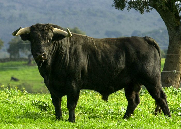 Retiran querella contra acusados de presunto robo de 20 toros en Santiago 