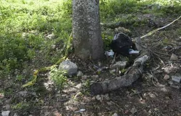Encuentran cadáver de hombre atado a un árbol en finca de San Pedro