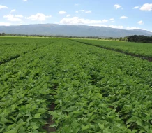 Gobierno destina fondo de RD$100 millones para modernizar riego agrícola en el sur