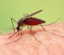 La primera vacuna contra la malaria costará menos de 5 dólares