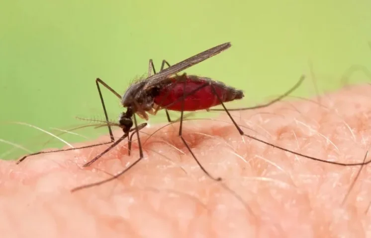 La primera vacuna contra la malaria costará menos de 5 dólares