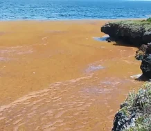 Gran afluencia de sargazo impacta costas de la península de Samaná