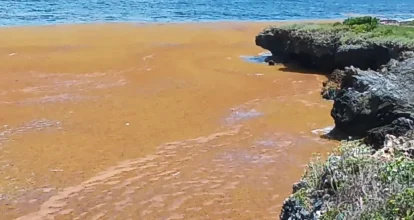 Gran afluencia de sargazo impacta costas de la península de Samaná