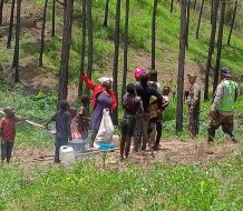 Arrestan haitianos indocumentados por depredación al medio ambiente en Dajabón