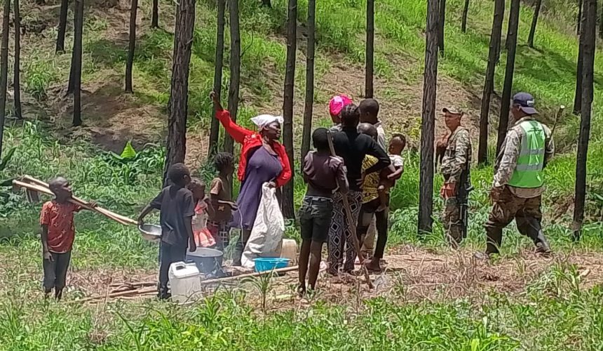 Arrestan haitianos indocumentados por depredación al medio ambiente en Dajabón