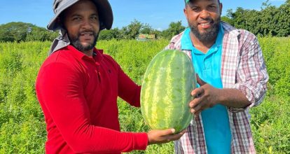 República Dominicana marca un hito en la agricultura con semillas de sandía de alto rendimiento